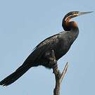 Anhinga d'Afrique