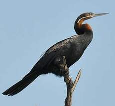 Anhinga d'Afrique