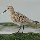 Bécasseau de Baird