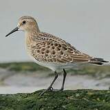 Bécasseau de Baird