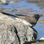 Bulbul des jardins