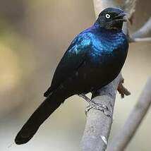 Choucador de Rüppell