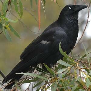 Corbeau de Tasmanie