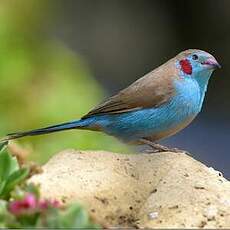 Cordonbleu à joues rouges