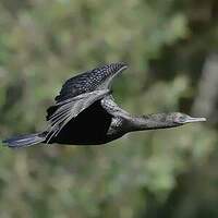 Cormoran noir