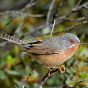 Fauvette passerinette