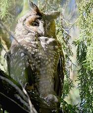 Hibou d'Abyssinie