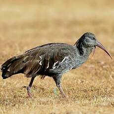 Ibis caronculé