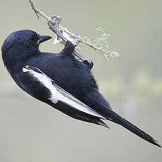 Mésange à épaulettes