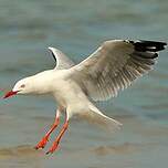 Mouette argentée