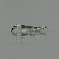 Phalarope à bec large