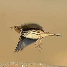 Pipit à gorge rousse