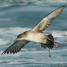 Puffin des Baléares