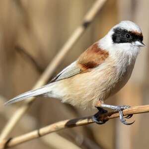 Rémiz penduline