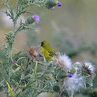 Serin d'Abyssinie