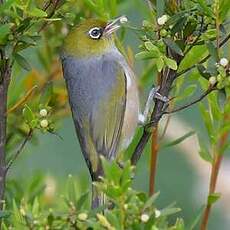 Zostérops à dos gris