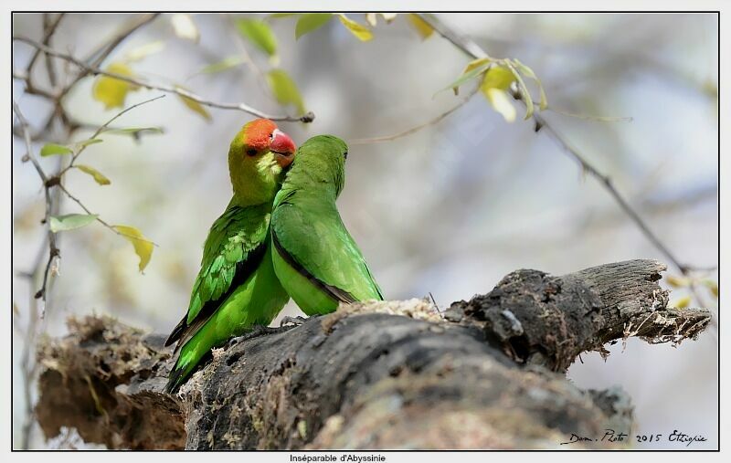 Black-winged Lovebird