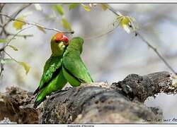 Black-winged Lovebird