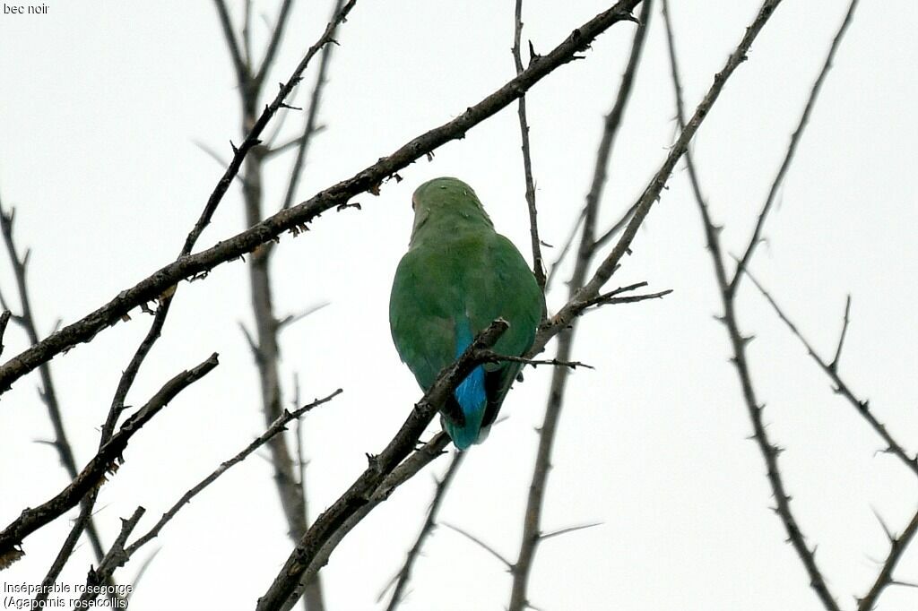 Rosy-faced Lovebird