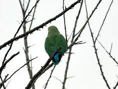 Rosy-faced Lovebird