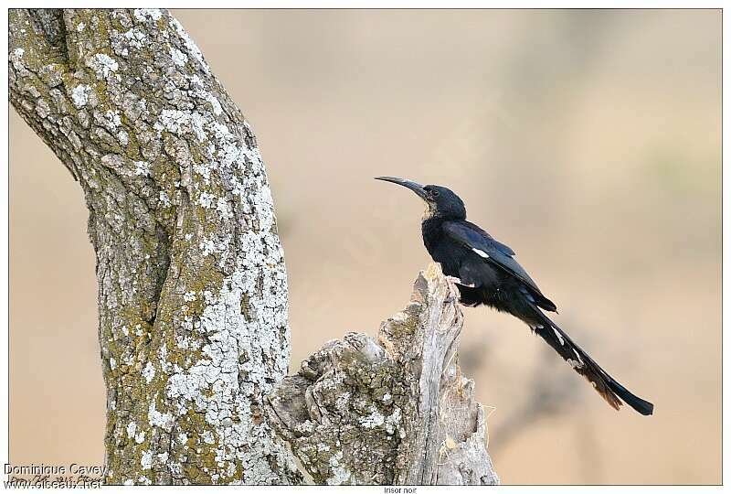 Black-billed Wood Hoopoeadult, identification