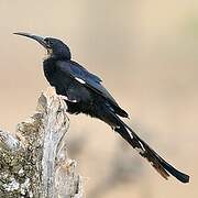 Black-billed Wood Hoopoe