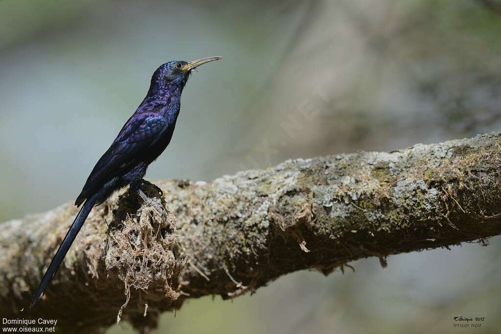 Black Scimitarbilladult, identification