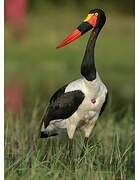 Saddle-billed Stork