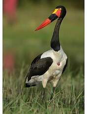 Jabiru d'Afrique