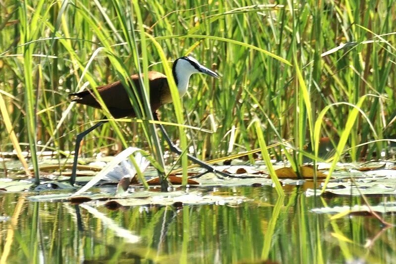 African Jacana