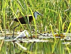 Jacana à poitrine dorée