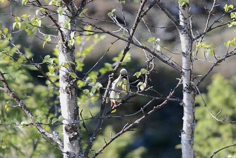 Bohemian Waxwing