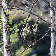 Bohemian Waxwing