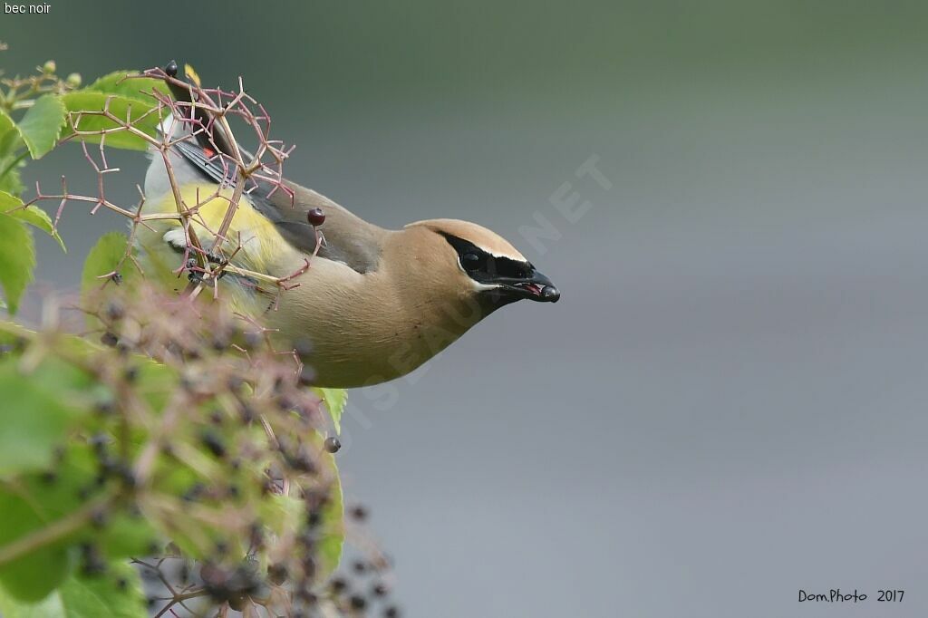 Cedar Waxwing