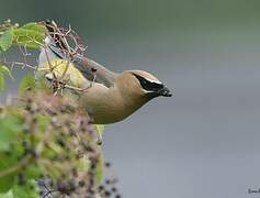 Cedar Waxwing