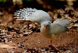 Kagu