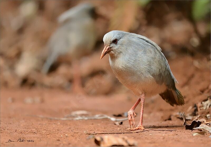 Kagu