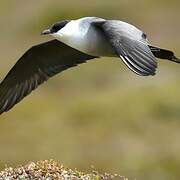 Long-tailed Jaeger