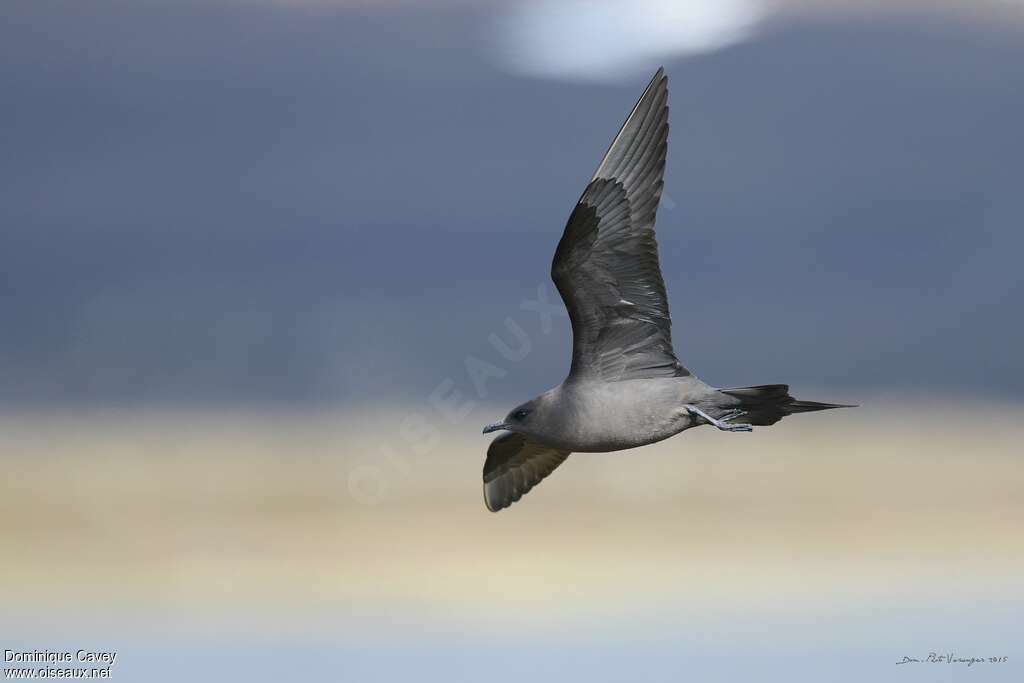 Parasitic Jaegeradult breeding, pigmentation, Flight