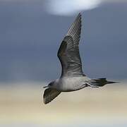 Parasitic Jaeger