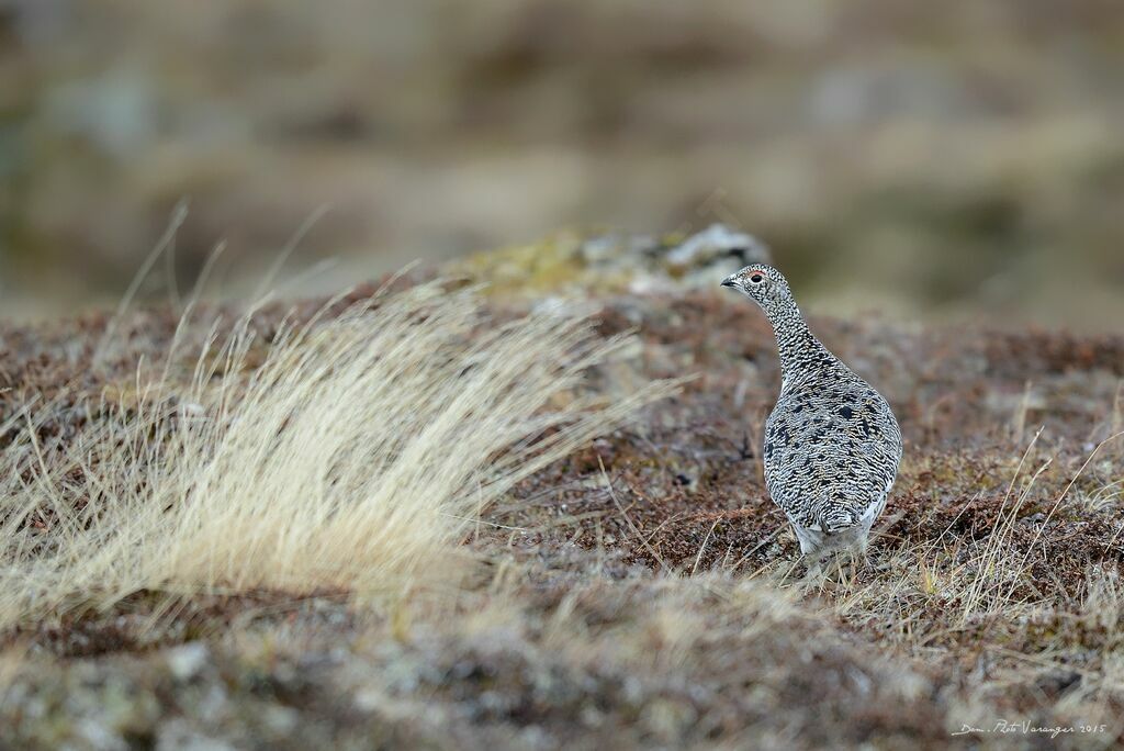 Rock Ptarmigan