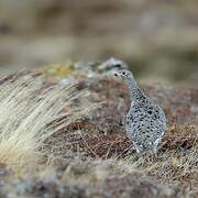 Rock Ptarmigan