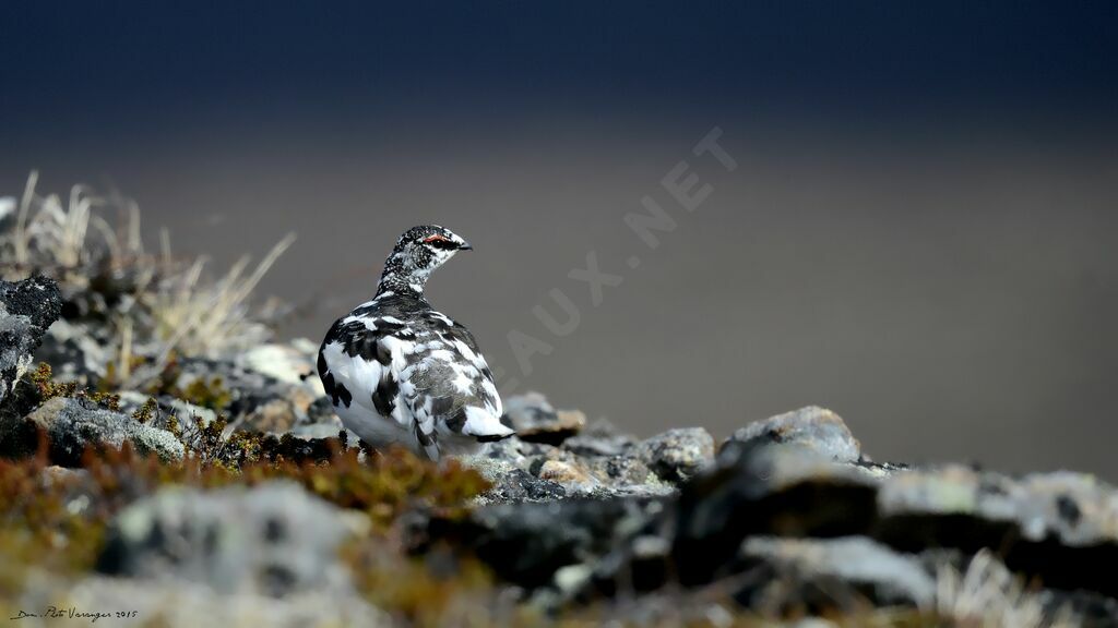 Rock Ptarmigan