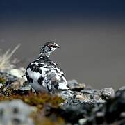 Rock Ptarmigan