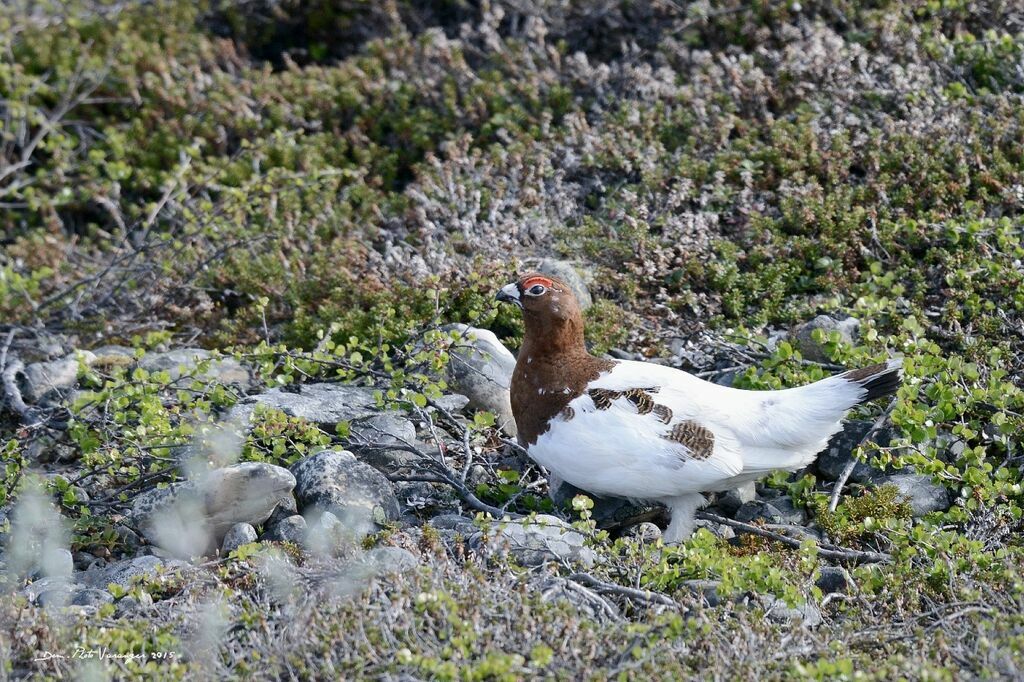 Willow Ptarmigan