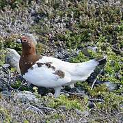 Willow Ptarmigan