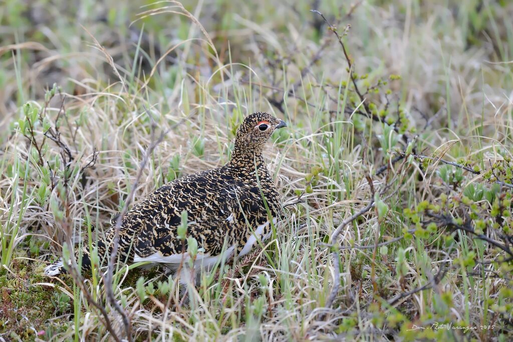 Willow Ptarmigan