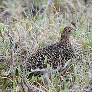 Willow Ptarmigan