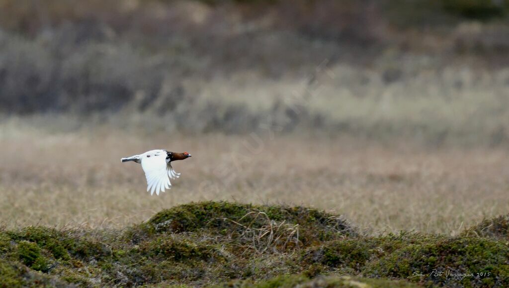 Willow Ptarmigan