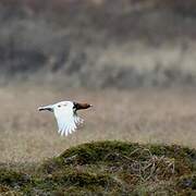 Willow Ptarmigan